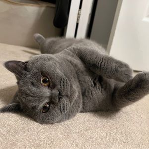 Meet your Posher, Yvonne